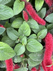 Acalypha