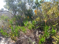 Aloiampelos commixta