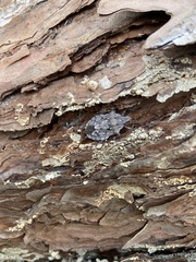 Brochymena