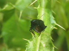 Zicrona caerulea