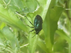 Zicrona caerulea