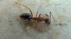 Camponotus nylanderi