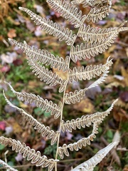 Coryphopteris simulata
