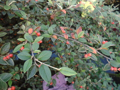 Cotoneaster franchetii