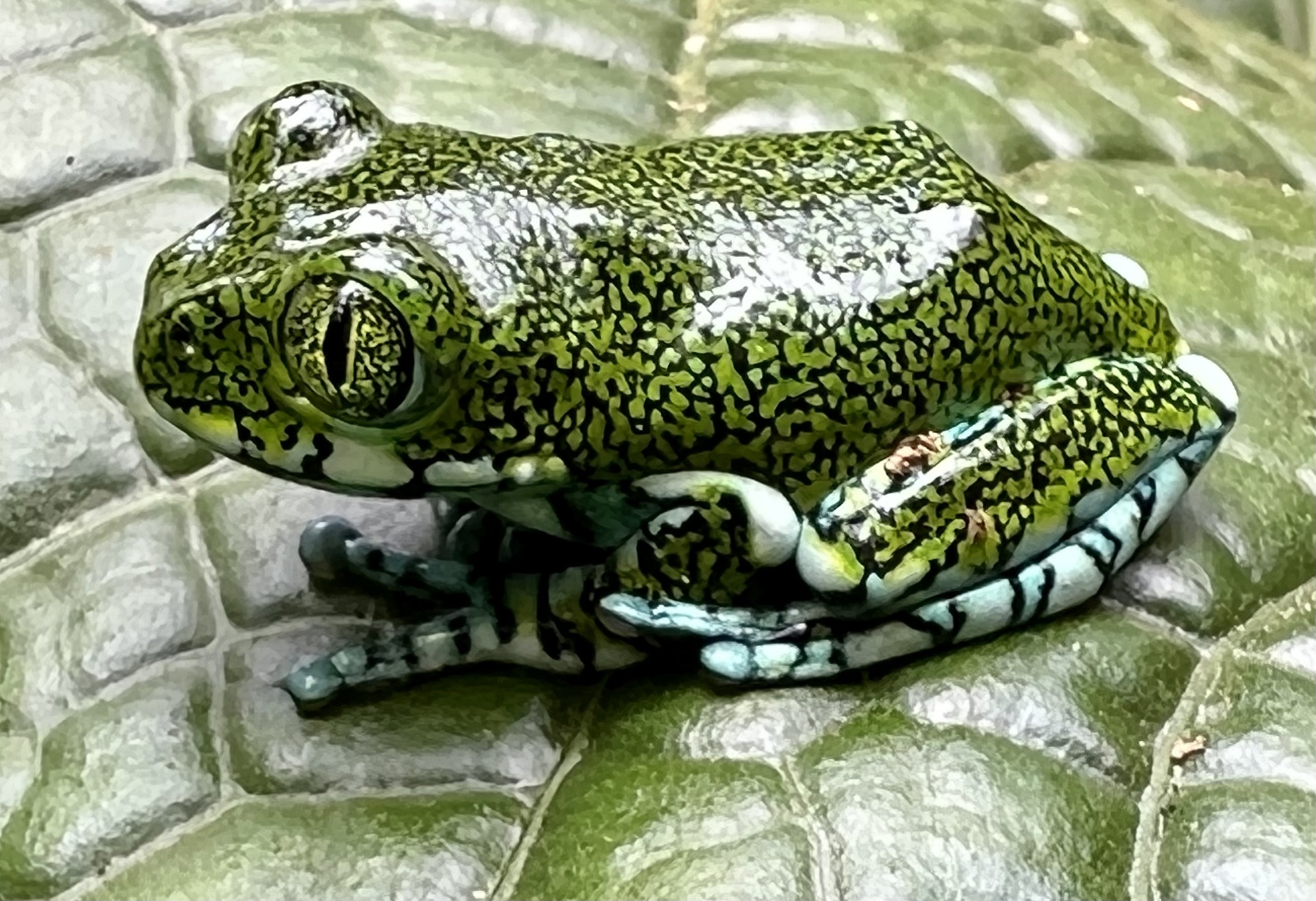 ムシクイオオクサガエル (Leptopelis vermiculatus) · iNaturalist