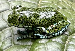 Amani Forest Treefrog photo 3