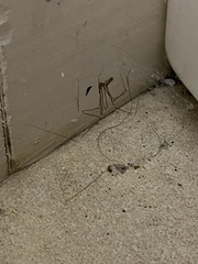 Pholcidae