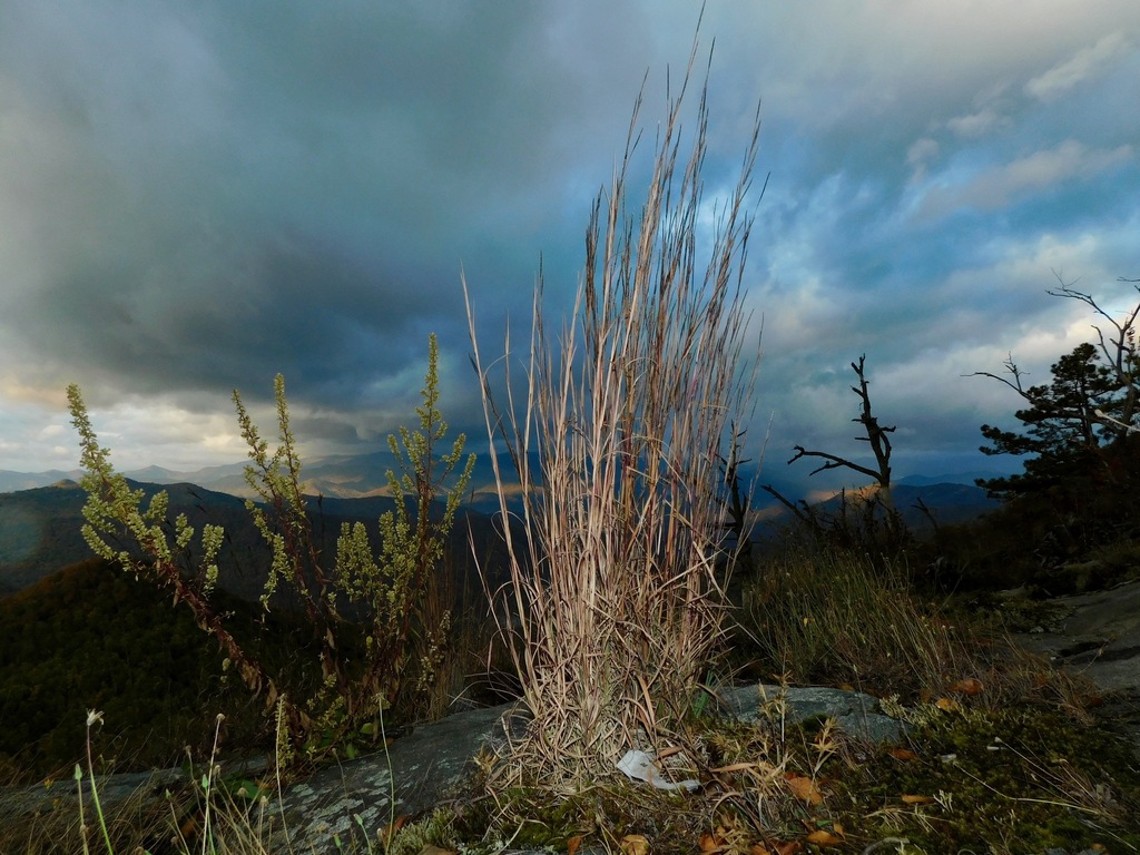 broomsedge bluestem in October 2022 by mjpapay · iNaturalist