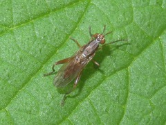 Sepedon spinipes