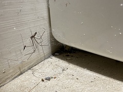 Pholcidae