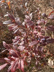 Vaccinioideae