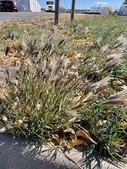 Chloris virgata