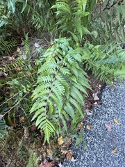 Dryopteris celsa