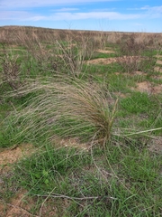 Stipa lessingiana