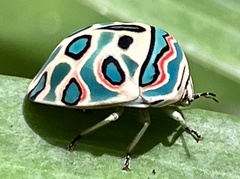 Sphaerocoris annulus