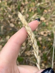 Leymus innovatus