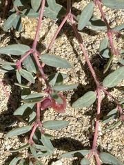 Euphorbia fendleri