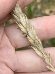 Leymus innovatus