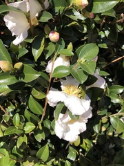 Camellia sasanqua