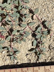Euphorbia fendleri