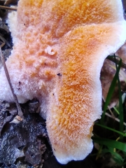 Loweomyces wynneae