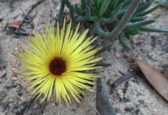 Cephalophyllum pillansii