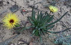 Cephalophyllum pillansii