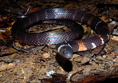Atractus badius