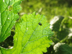 Psylliodes chrysocephala