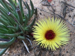 Cephalophyllum pillansii