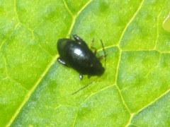 Psylliodes chrysocephala