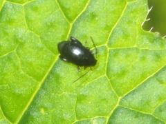 Psylliodes chrysocephala