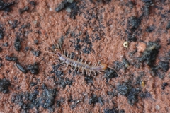 Lithobius melanops