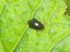 Psylliodes chrysocephala