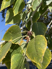 Aceria parapopuli