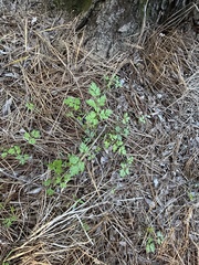 Bidens bipinnata