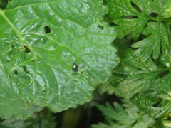 Psylliodes chrysocephala