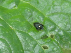 Psylliodes chrysocephala