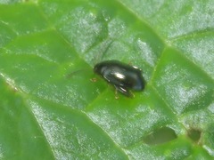 Psylliodes chrysocephala