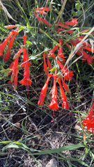 Epilobium canum