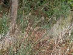 Schoenoplectus californicus