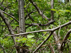 Regina septemvittata