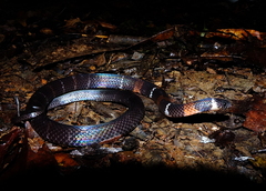 Atractus badius