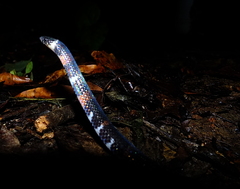 Atractus badius
