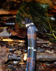 Atractus badius