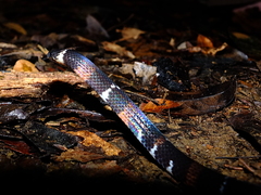 Atractus badius