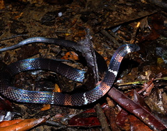 Atractus badius