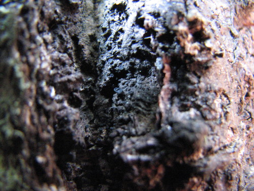 Sarea difformis image