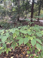 Calycanthus floridus glaucus