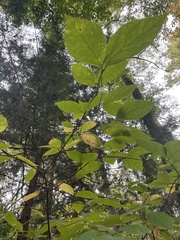 Calycanthus floridus glaucus